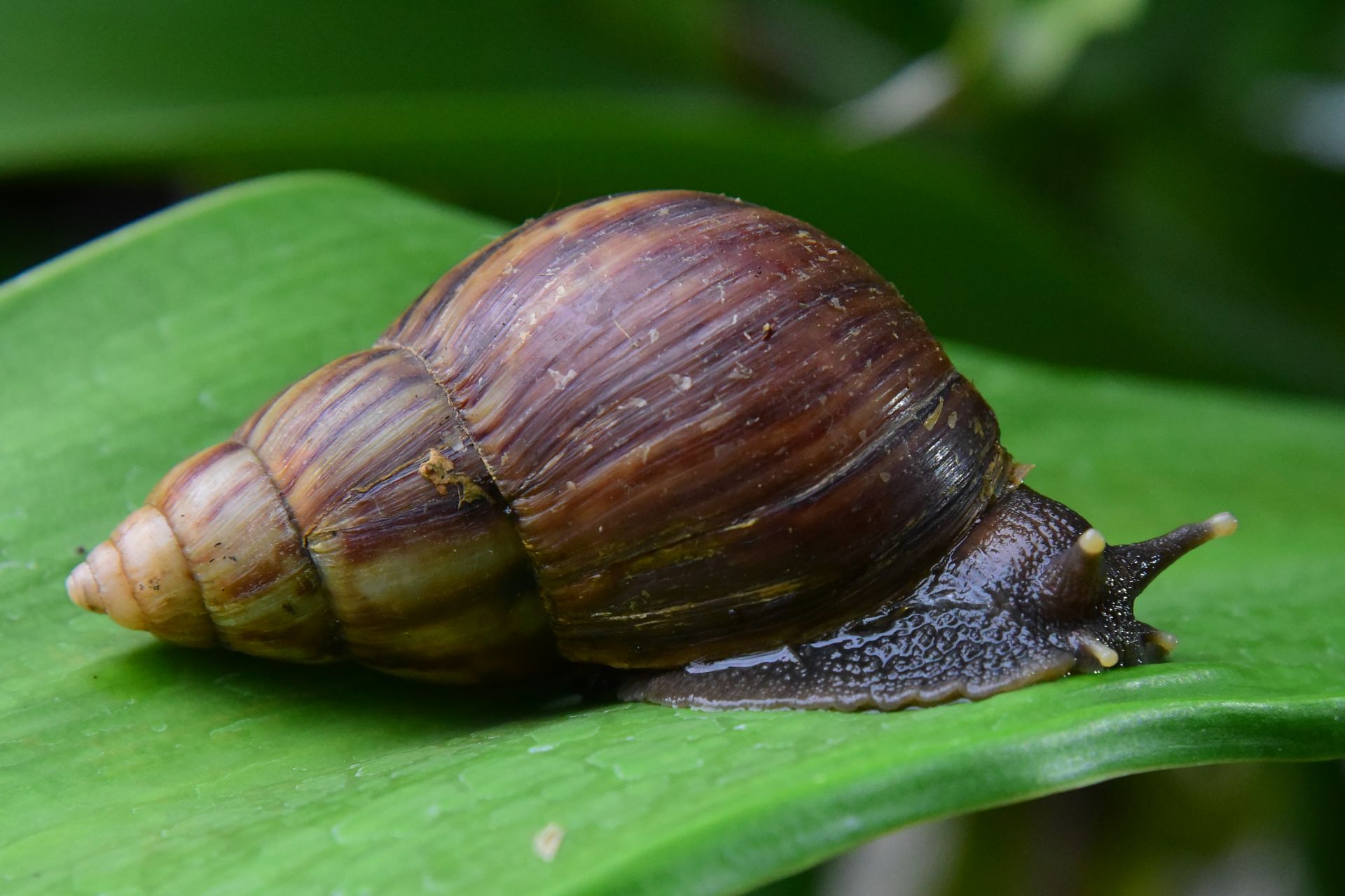 Detailed macro shot of a brown snail on a green leaf, showcasing its intricate shell pattern and slimy body.