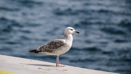 Free A solitary seagull stands on a pier with a serene ocean backdrop, conveying tranquility and the essence of wildlife. Stock Photo