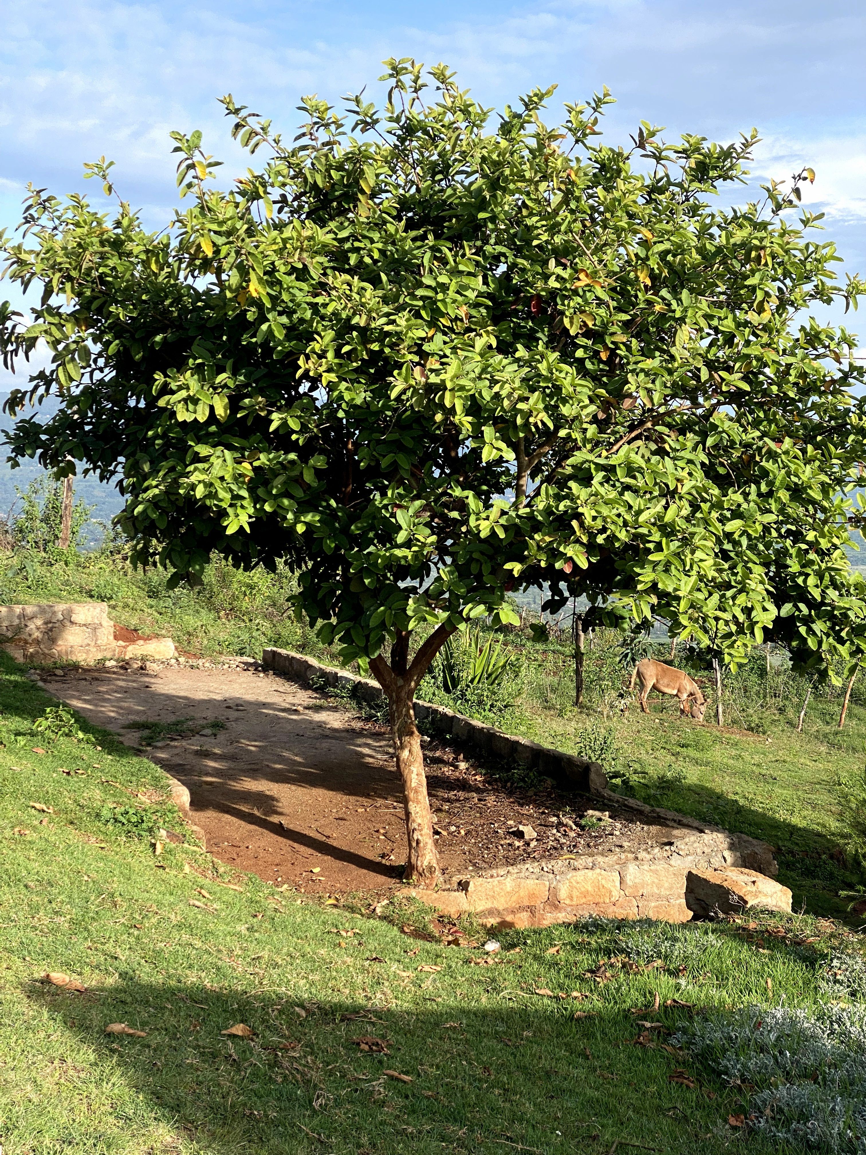 Serene countryside featuring a lush tree and distant grazing cattle, ideal for nature themes.
