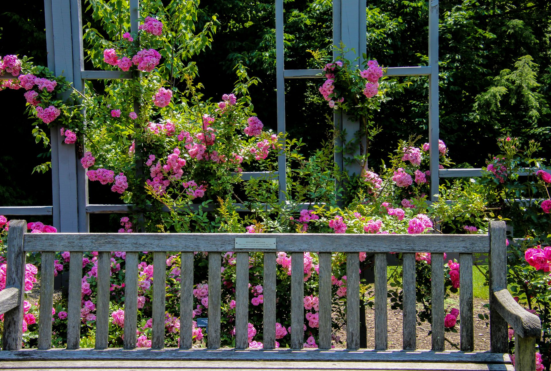 A rustic wooden bench surrounded by vibrant pink roses in a lush garden setting, capturing a peaceful outdoor ambiance.