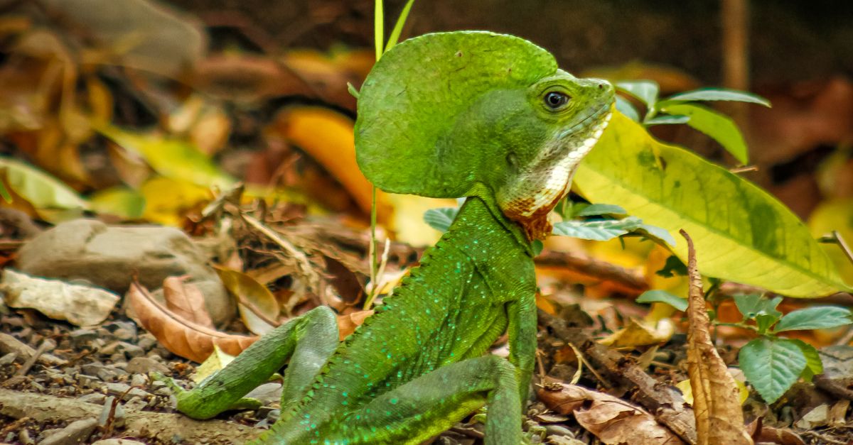 Green Basilisk Lizard in Natural Habitat · Free Stock Photo