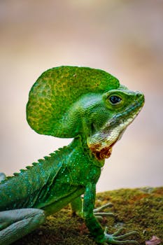 Close-up of a striking green basilisk lizard perched on a mossy surface.