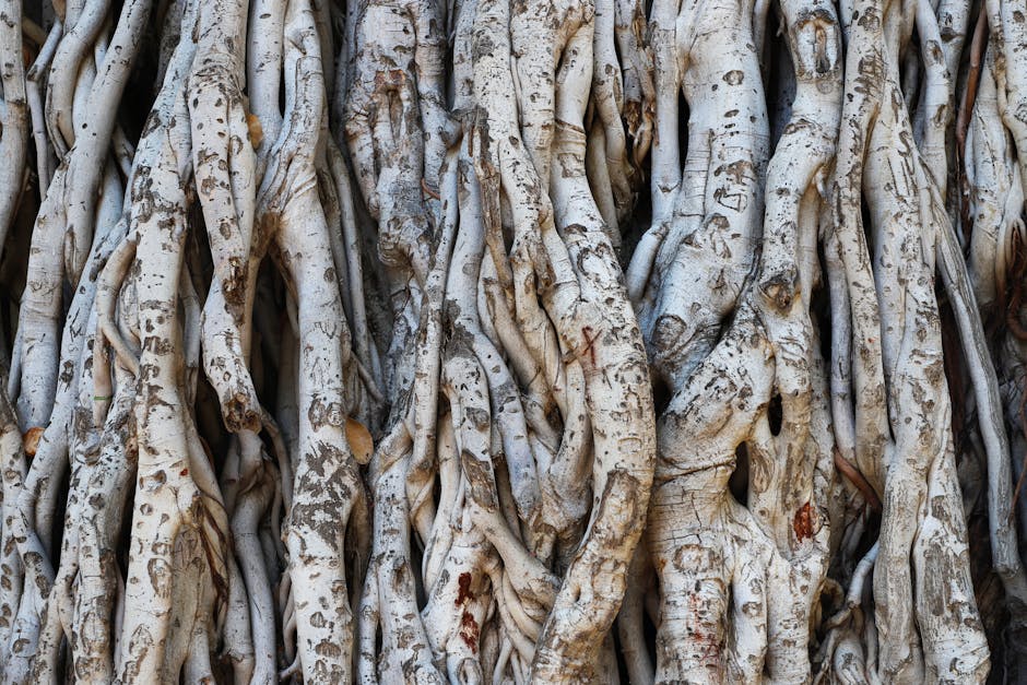How Root Insurance’s AI Model Adjusts Premiums Based on Driving Behavior Detailed view of intertwined tree roots showcasing natural patterns and texture, perfect for backgrounds.