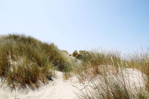 Free Tranquil scene of sandy dunes and grass under a clear blue sky at Bray-Dunes, France. Stock Photo