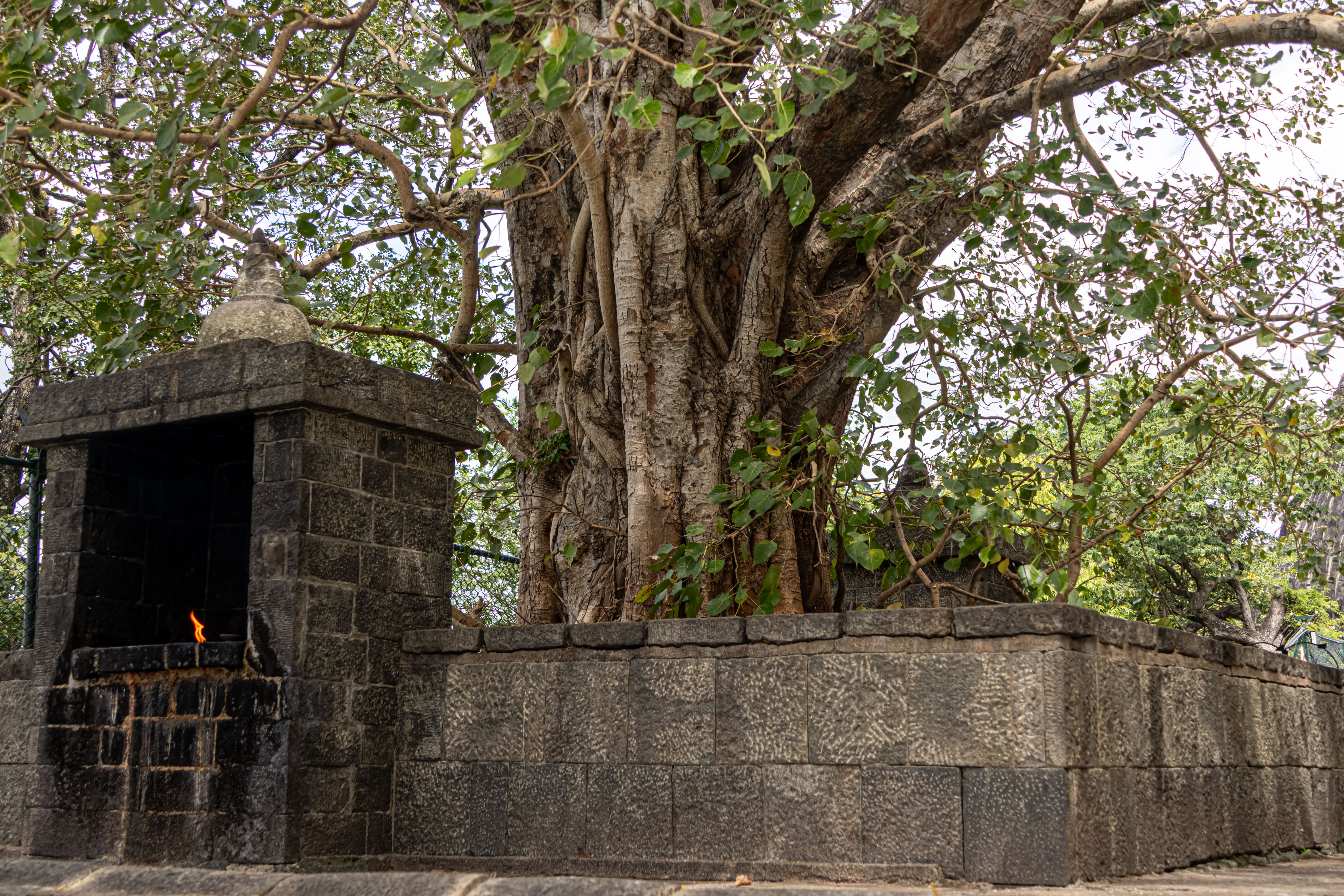 Amaya Dambulla: What to Expect