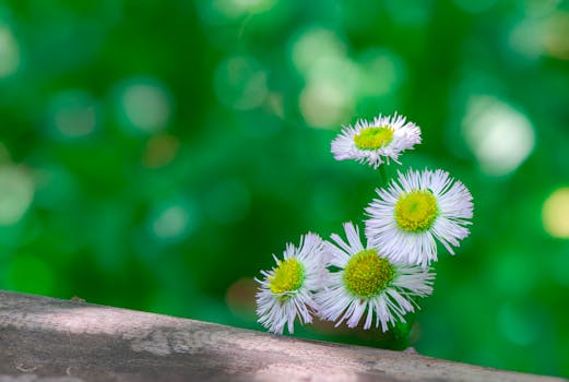 A cluster of white daisies against a soft, defocused green background, showcasing natural beauty.