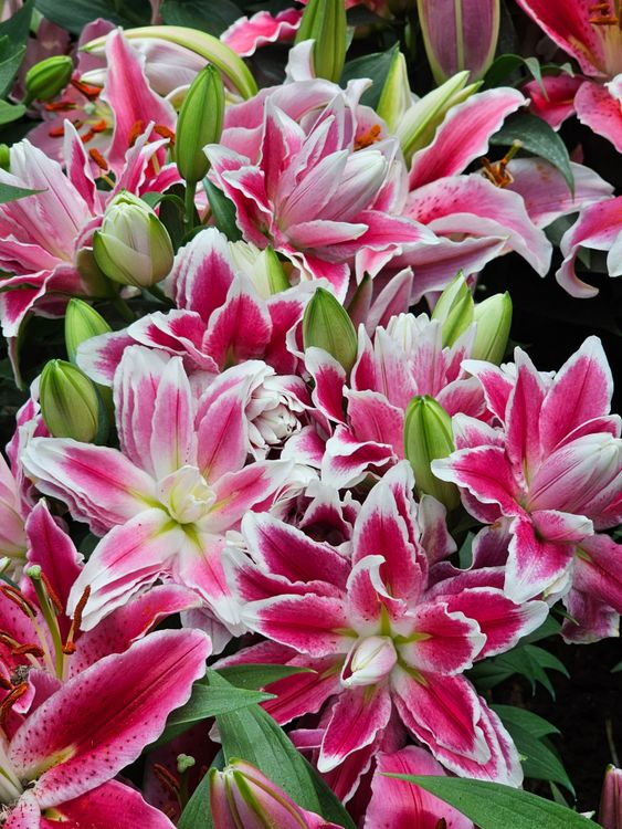 Vibrant Pink Lilies Blooming in Summer · Free Stock Photo