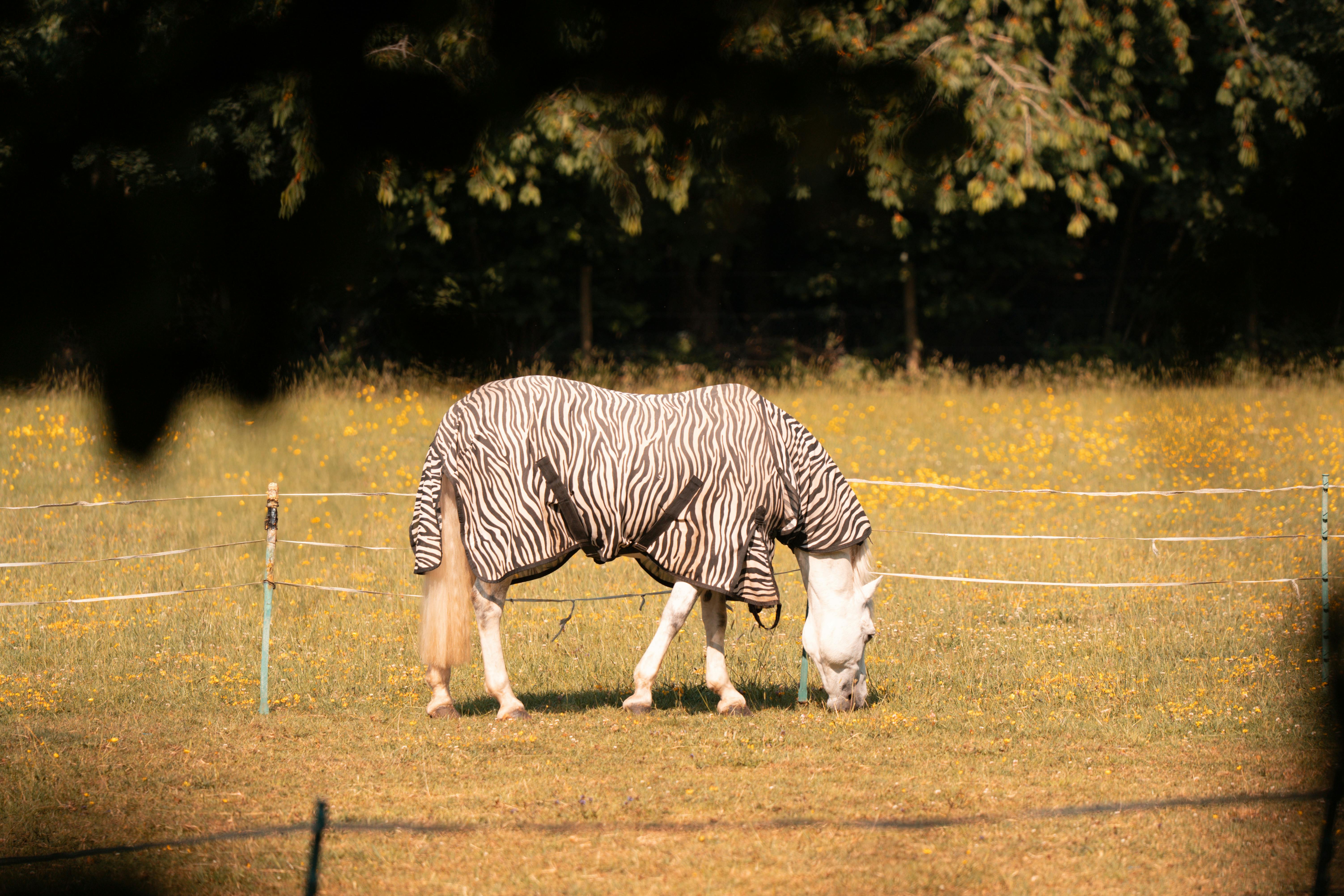 A horse wearing a zebra print blanket grazes in a sunny London meadow.