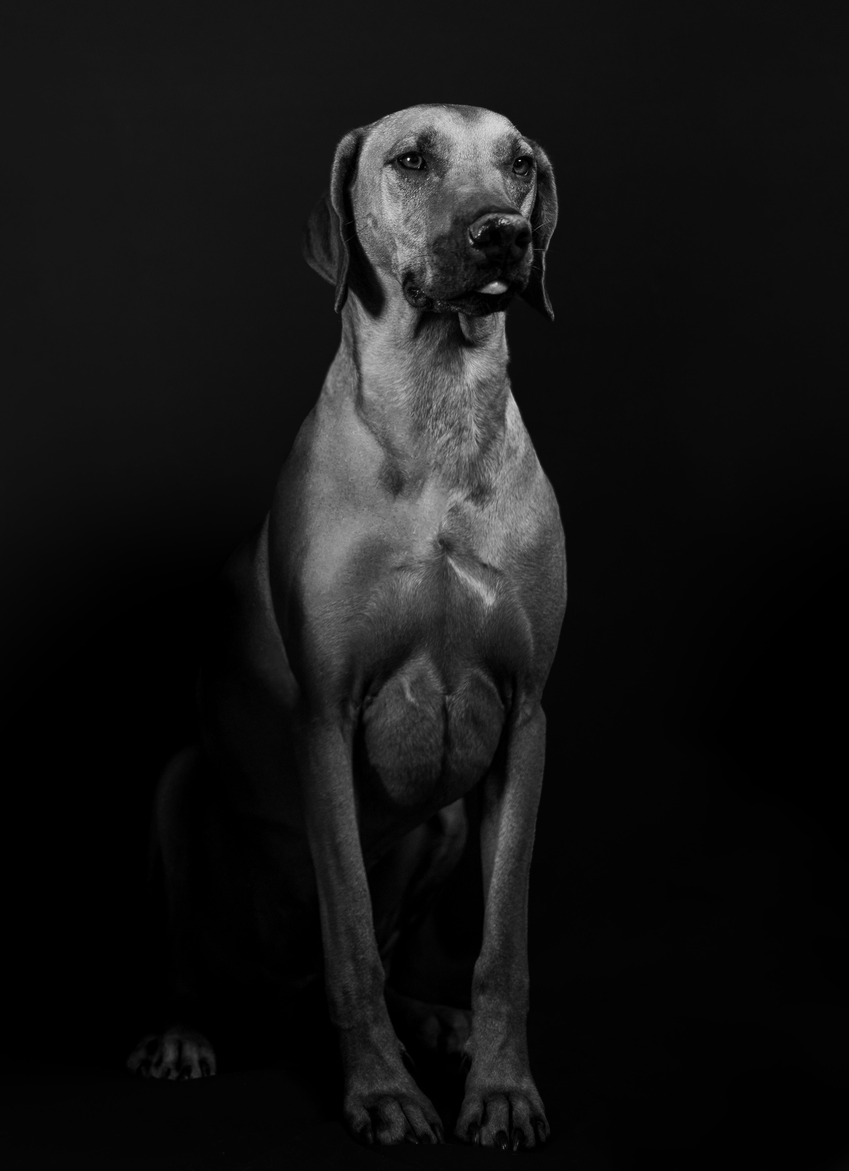 Majestic Dog in Black and White Studio Portrait · Free Stock Photo