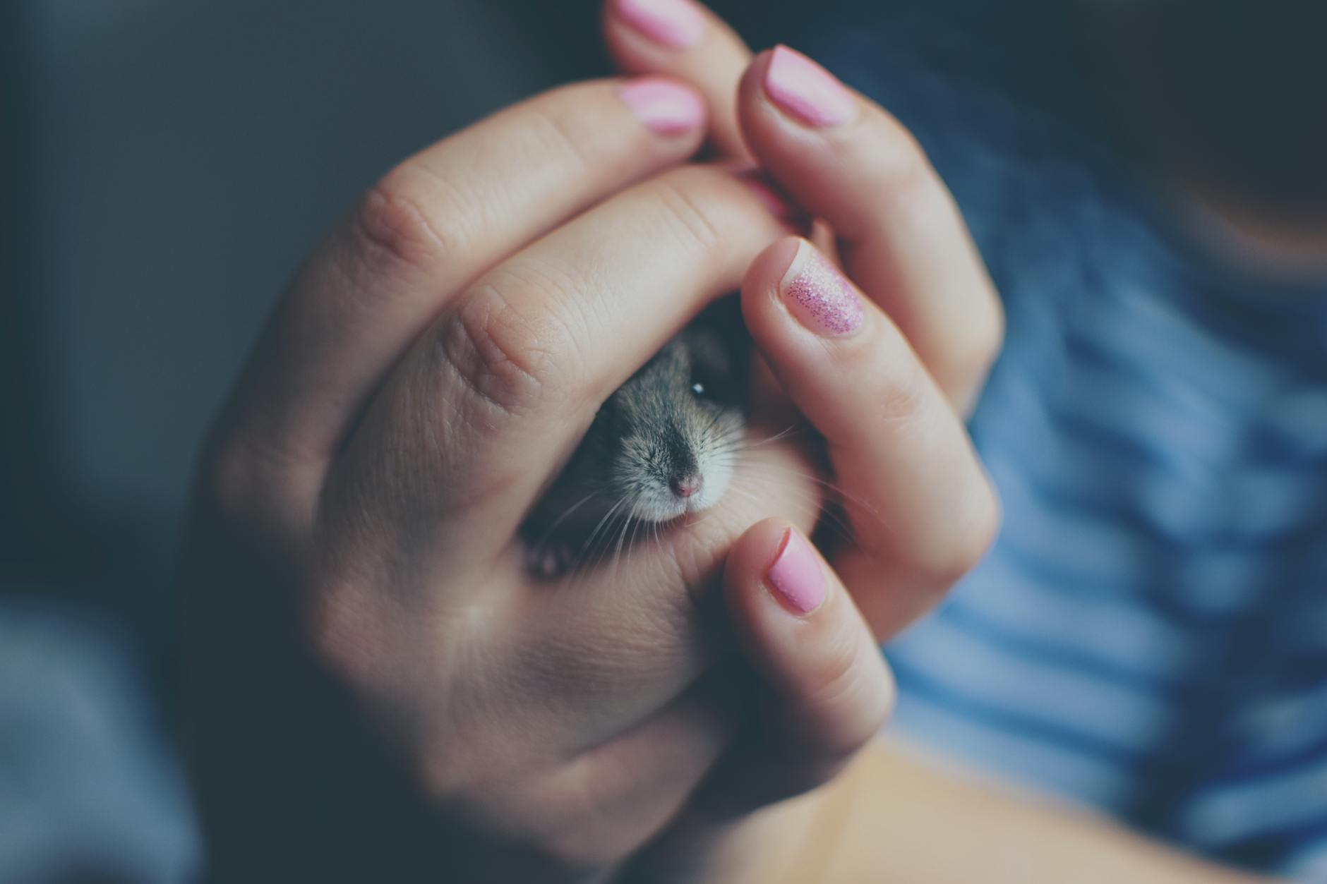 a hamster inside the hands of a woman