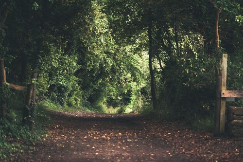 Free A tranquil forest trail surrounded by dense, leafy greenery, offering a peaceful escape in London. Stock Photo