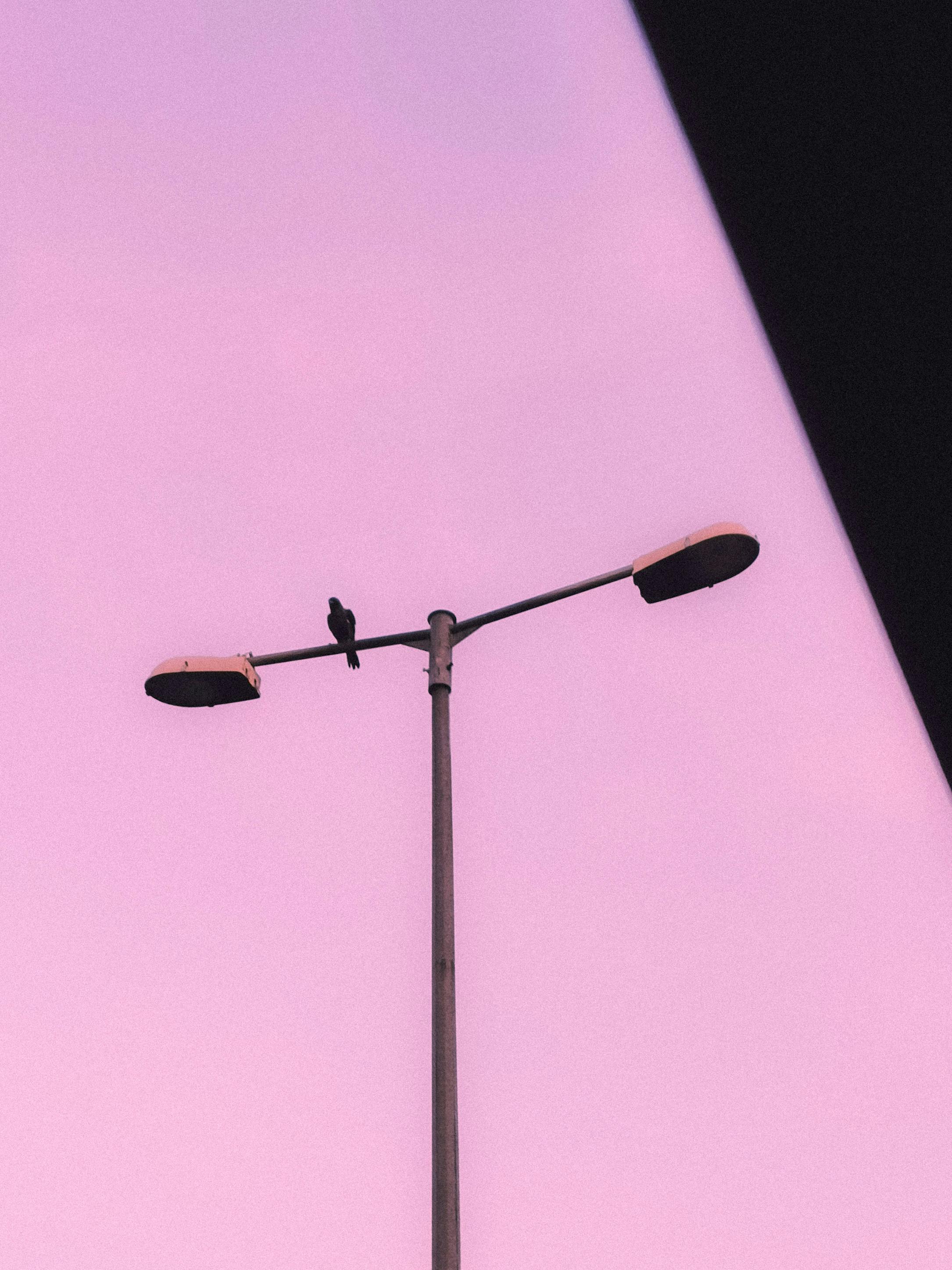 Zadarmo Osamelý vták sedí na pouličnej lampe na pozadí pastelovo ružovej oblohy a zachytáva pokojnú scenériu za súmraku. Fotka z fotobanky