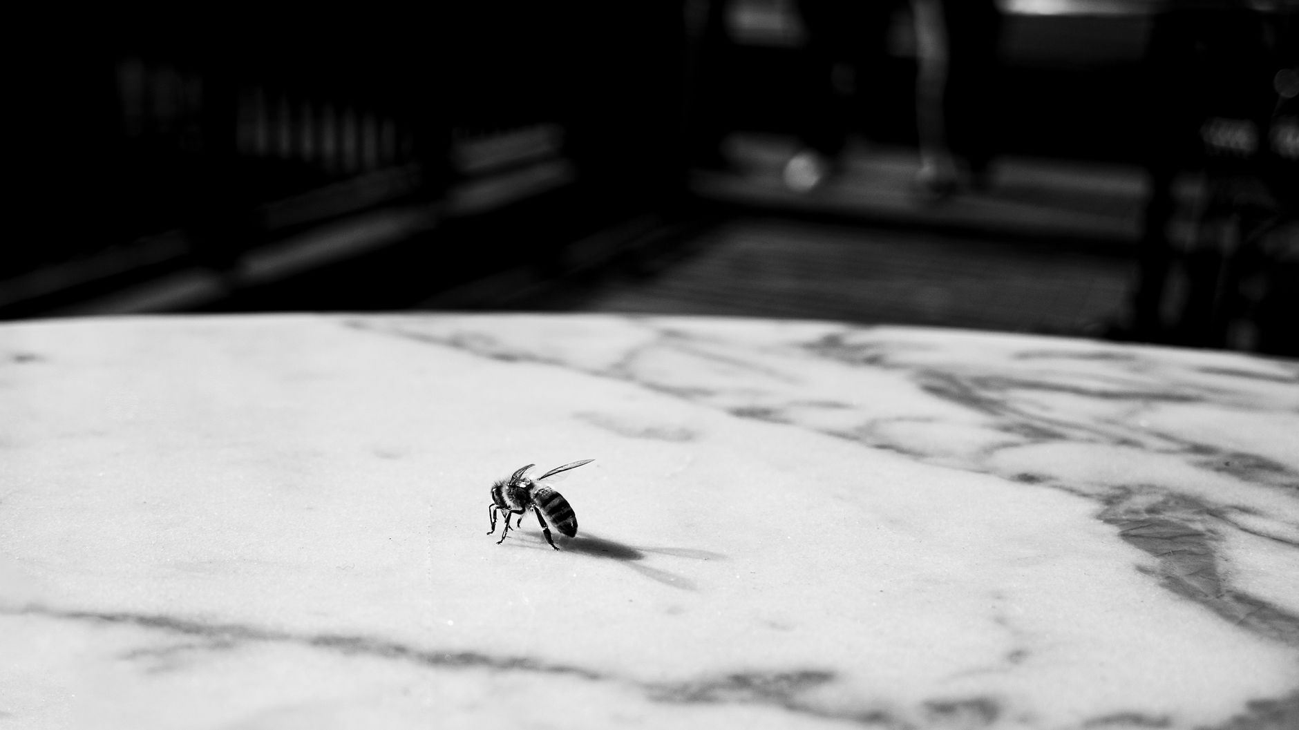 Close-up of a bee on marble with a blurred background in Buenos Aires.