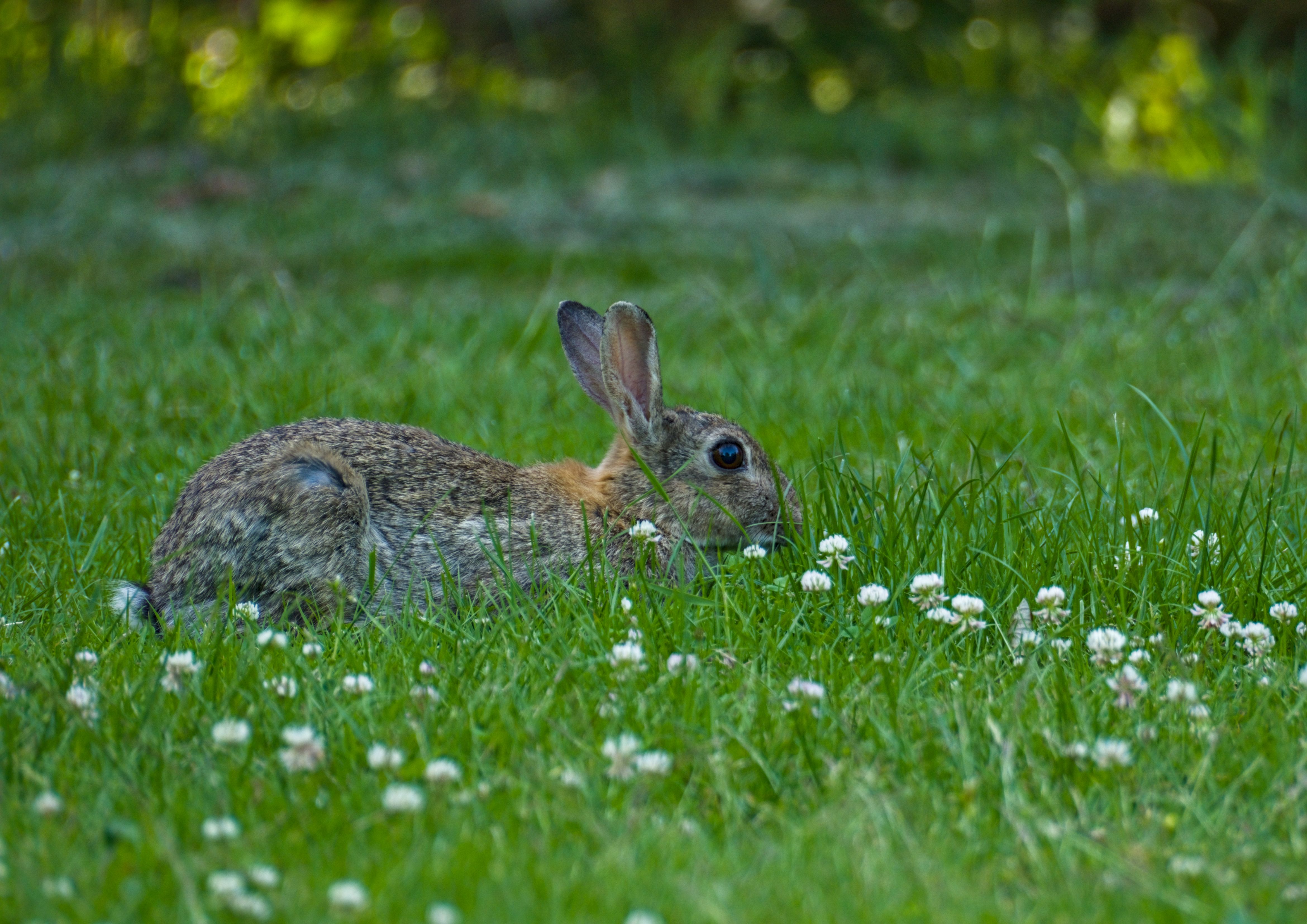 Wild Rabbit Relaxing in Sunny Meadow in Germany · Free Stock Photo
