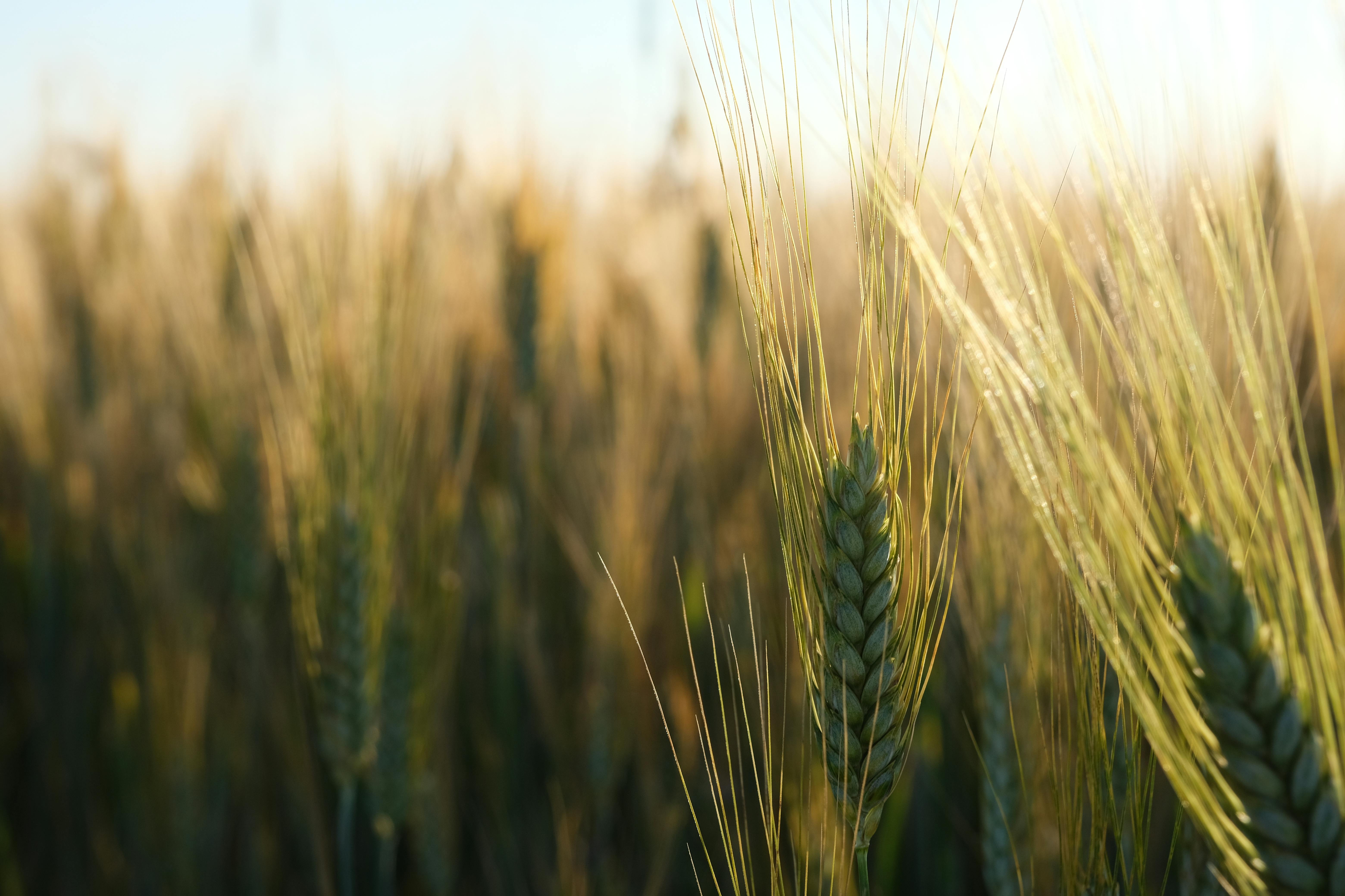Wheat in Senegal Trade | The Observatory of Economic