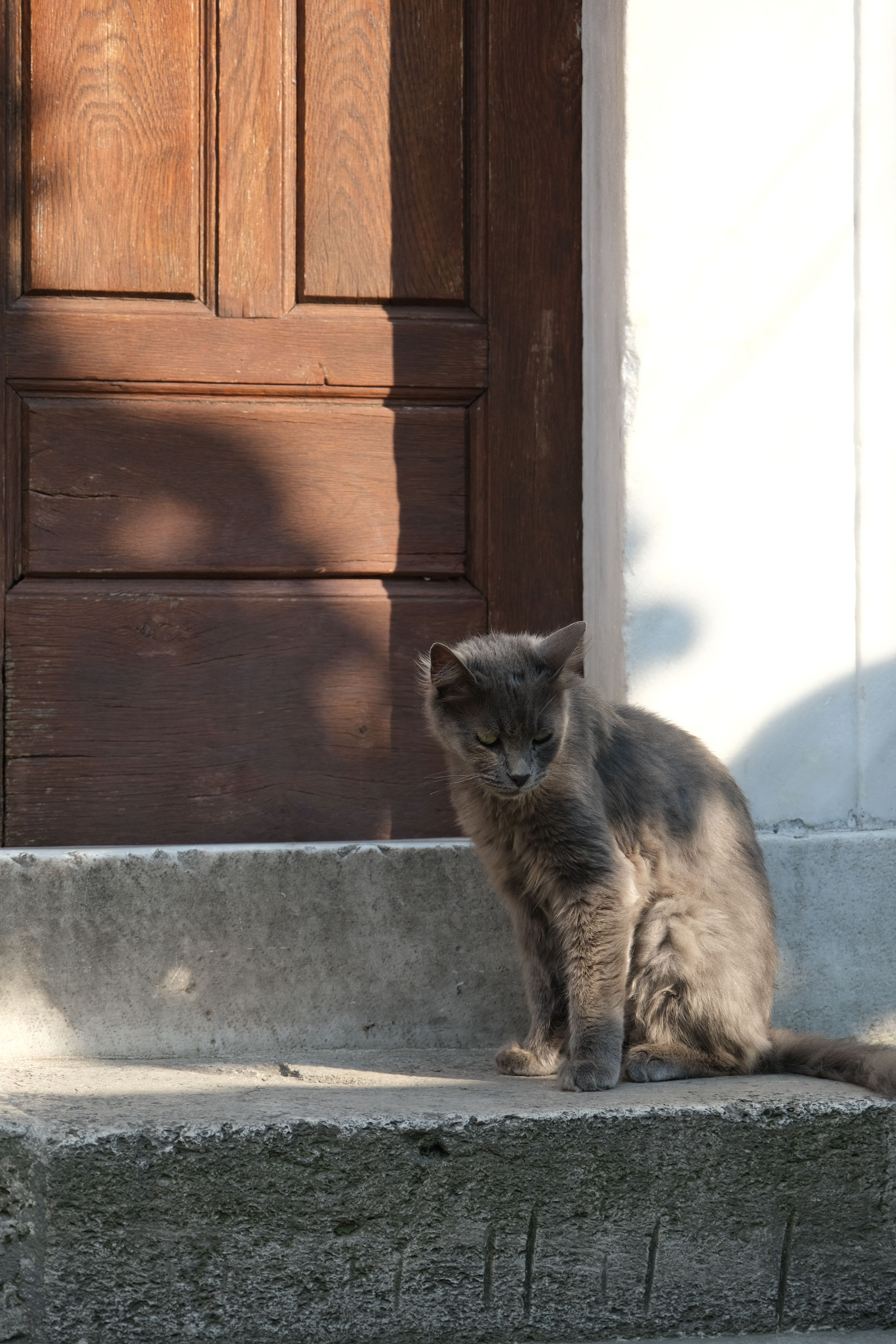 Gray Cat Sitting on Steps in Sunlight · Free Stock Photo