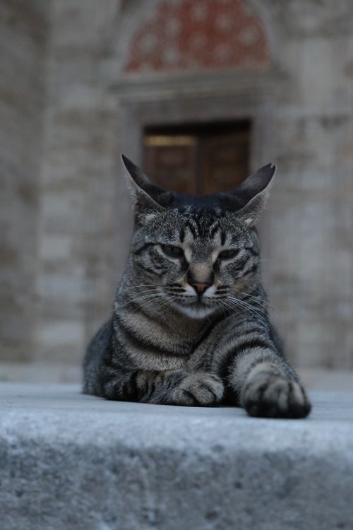 Free A tabby cat rests peacefully at an ancient mosque entrance, showcasing its regal presence. Stock Photo