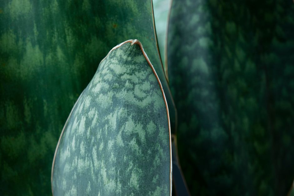 Sansevieria