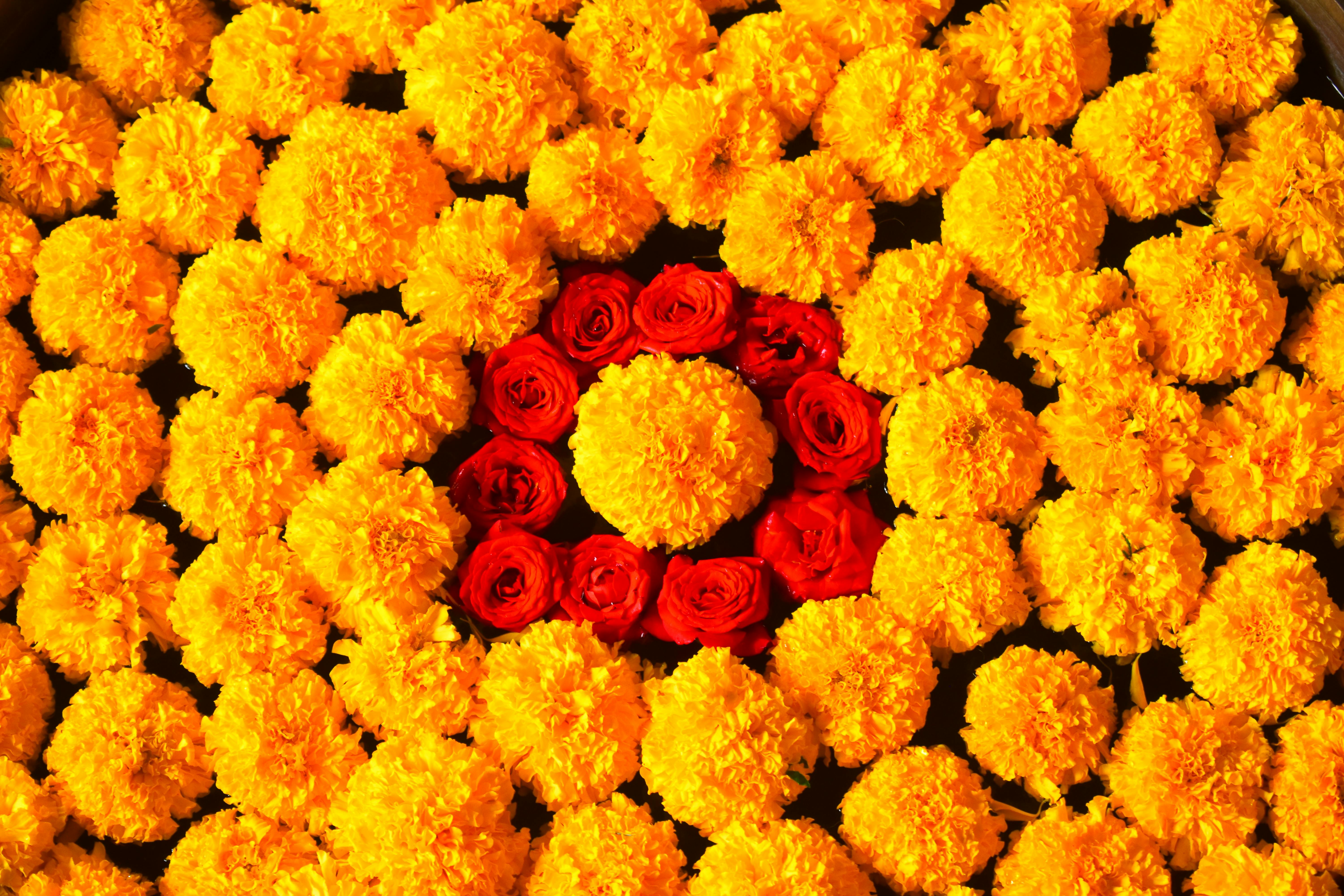 [ColoSach]-bright-yellow-marigolds-and-red-roses-arranged-in-a-beautiful-circular-pattern.