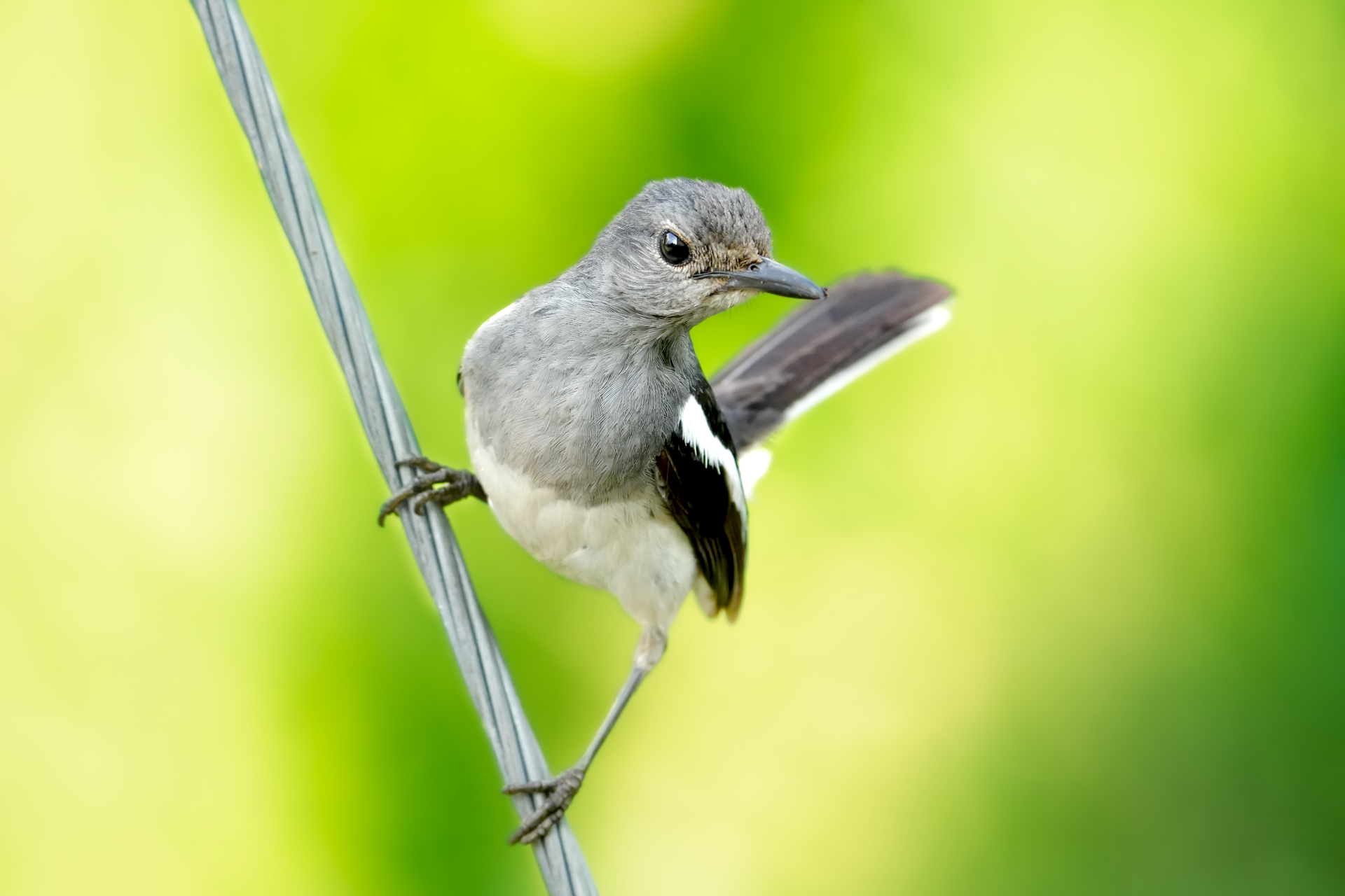 Close-up photo of an Oriental Magpie Robin perched on an electric wire in Kolkata, India.