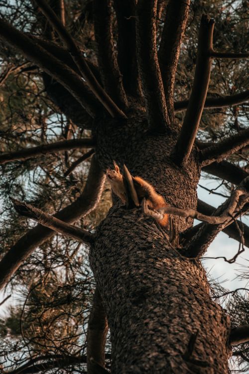 Free A red squirrel ascends a pine tree captured from below during sunset light. Stock Photo