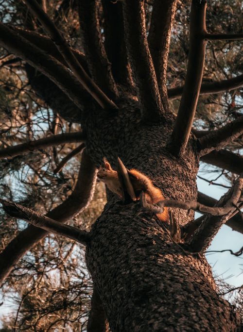 Free A lively squirrel is scaling the trunk of a large pine tree, captured from below in a forest setting. Stock Photo