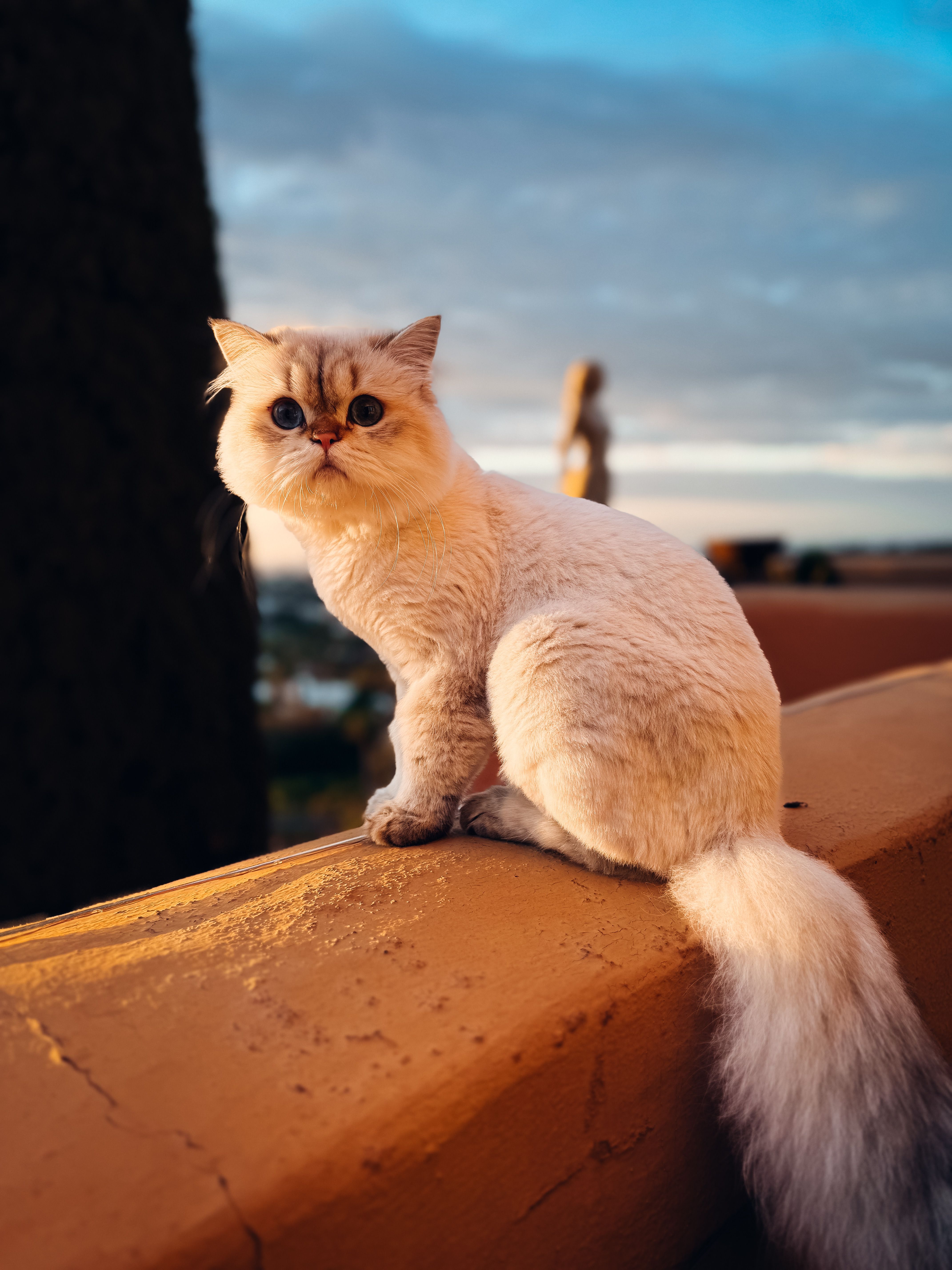 Elegant Persian Cat on Outdoor Terrace · Free Stock Photo