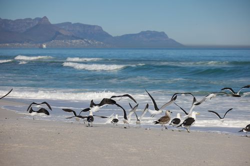 Free Seagulls flying over a scenic beach with ocean waves and Table Mountain in the background. Stock Photo