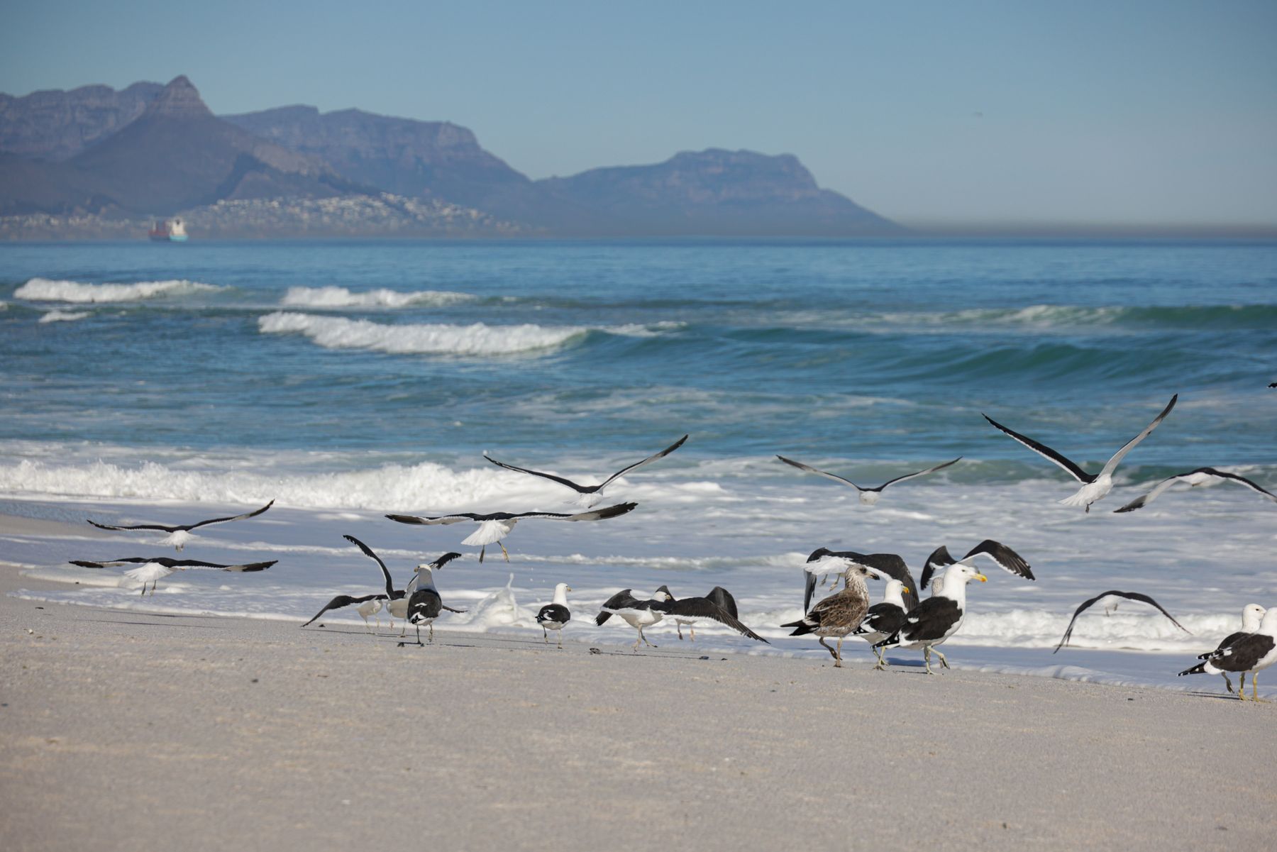 Hermanus in October: Whale Watching Logistics and Timing