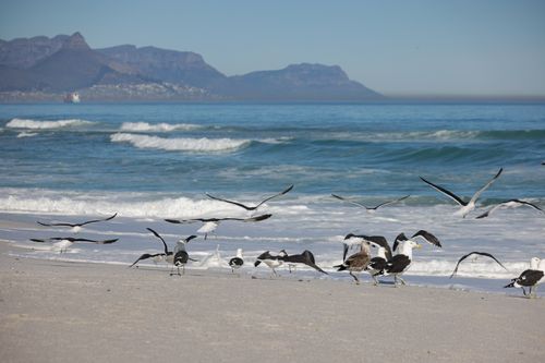 Free Seagulls fly over a serene beach in Cape Town with Table Mountain in the background. Stock Photo