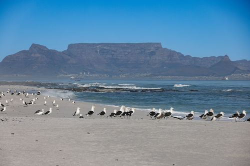 Free Seagulls rest on a sandy beach with the stunning backdrop of Cape Town's Table Mountain. Stock Photo