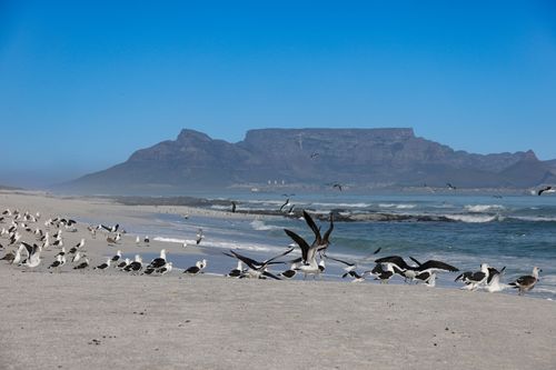 Free A flock of seagulls on a sandy beach with Table Mountain in the background, Cape Town. Stock Photo