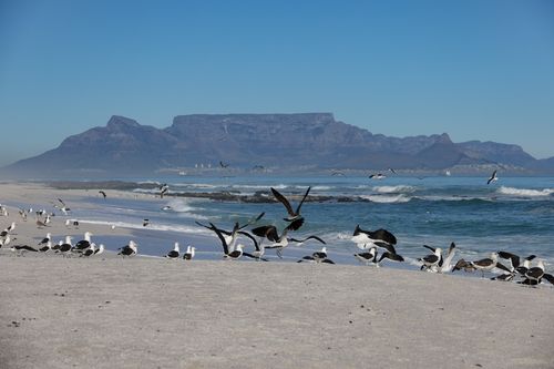 Free Scenic view of seagulls on a sandy beach with Table Mountain in the background in South Africa. Stock Photo