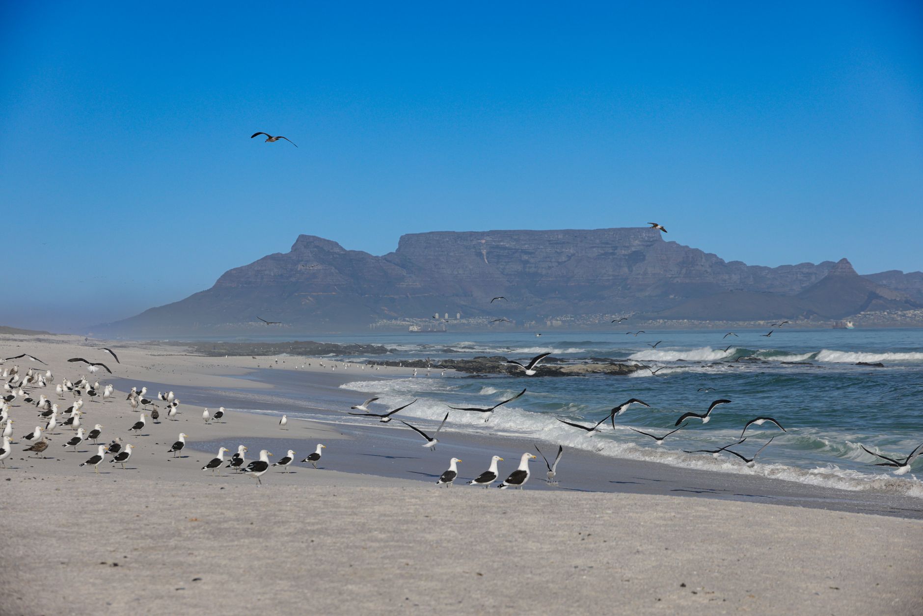 Seagulls on Bloubergstrand beach with a clear view of Table Mountain in the background.