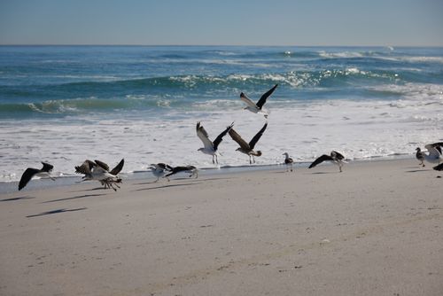 Free A flock of seagulls in flight over a sandy beach with ocean waves in the background. Stock Photo