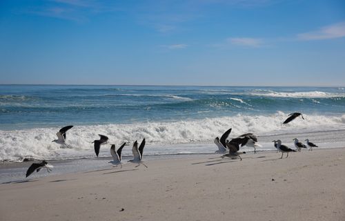 Free Seagulls gracefully soaring over a pristine beach with waves crashing in South Africa's beautiful coastline. Stock Photo