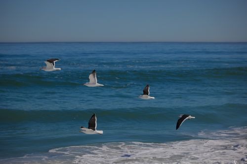 Free A group of seagulls gracefully flying over the ocean waves under a clear blue sky. Stock Photo
