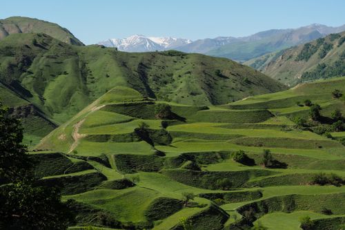 Free A scenic view of green terraced hills with distant snow-capped mountains in Dagestan, Russia. Stock Photo