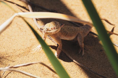 Free A lizard basking in the sun on the sandy dunes of Dagestan, Russia. Stock Photo