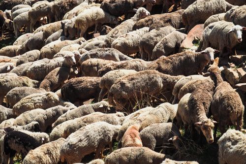 Free A dense flock of sheep grazes in the sunny countryside of Dagestan, Russia. Stock Photo