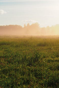 Enchanting misty field during golden hour in Kaluga Oblast, Russia.