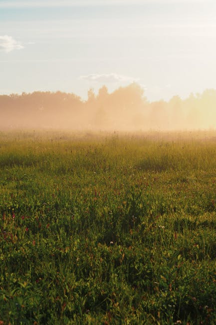 Enchanting misty field during golden hour in Kaluga Oblast, Russia.