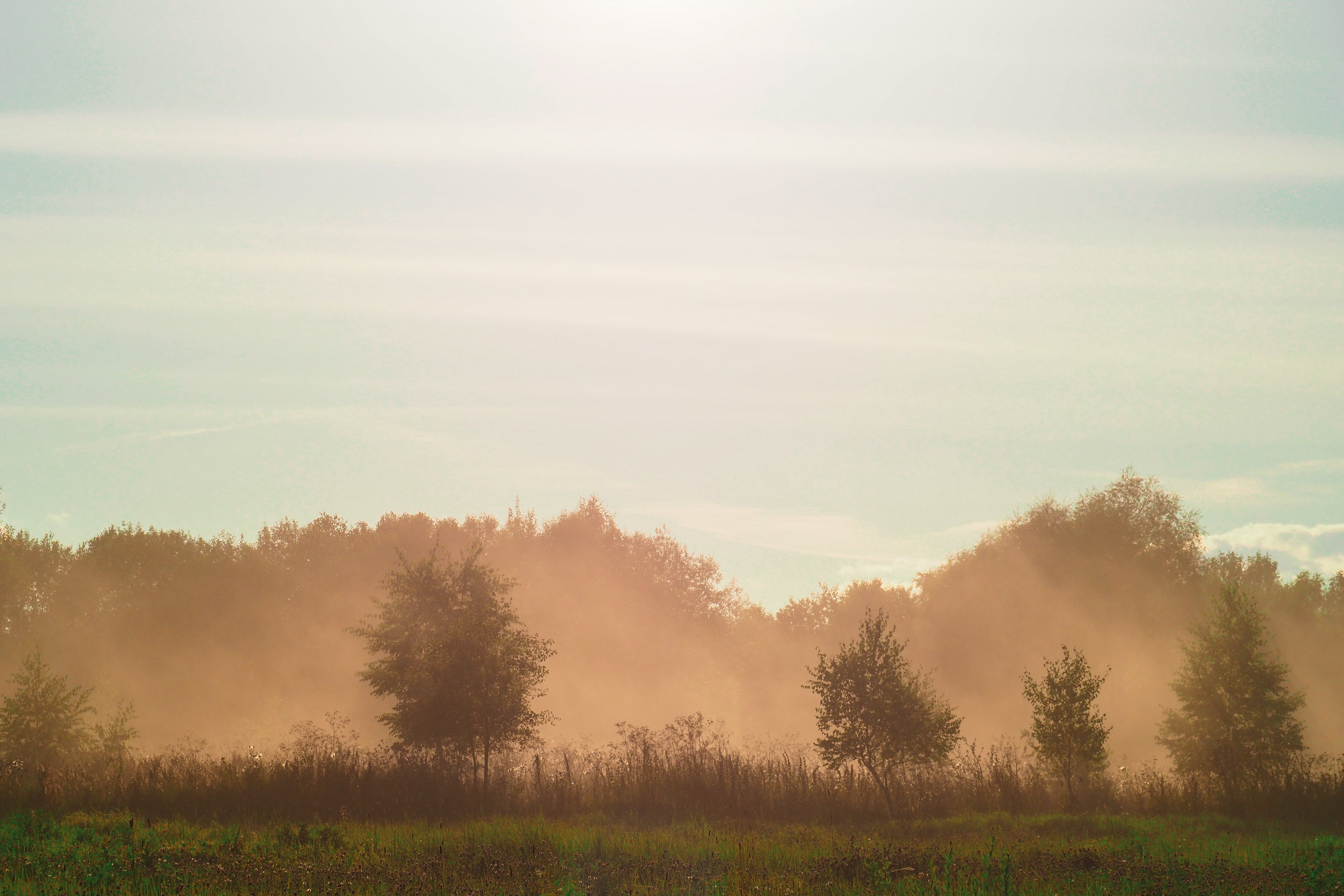 Wind In The Forest Sujiva Poems Poetry