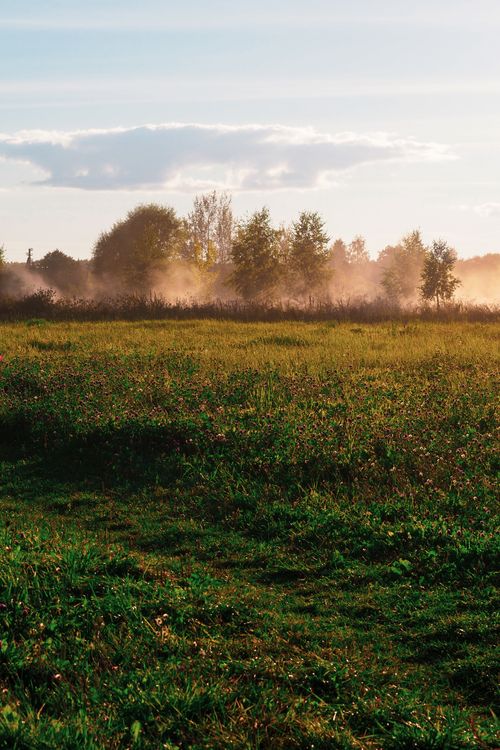 Free A tranquil morning scene of a misty field and forest in Kaluga Oblast, Russia, with soft sunlight. Stock Photo