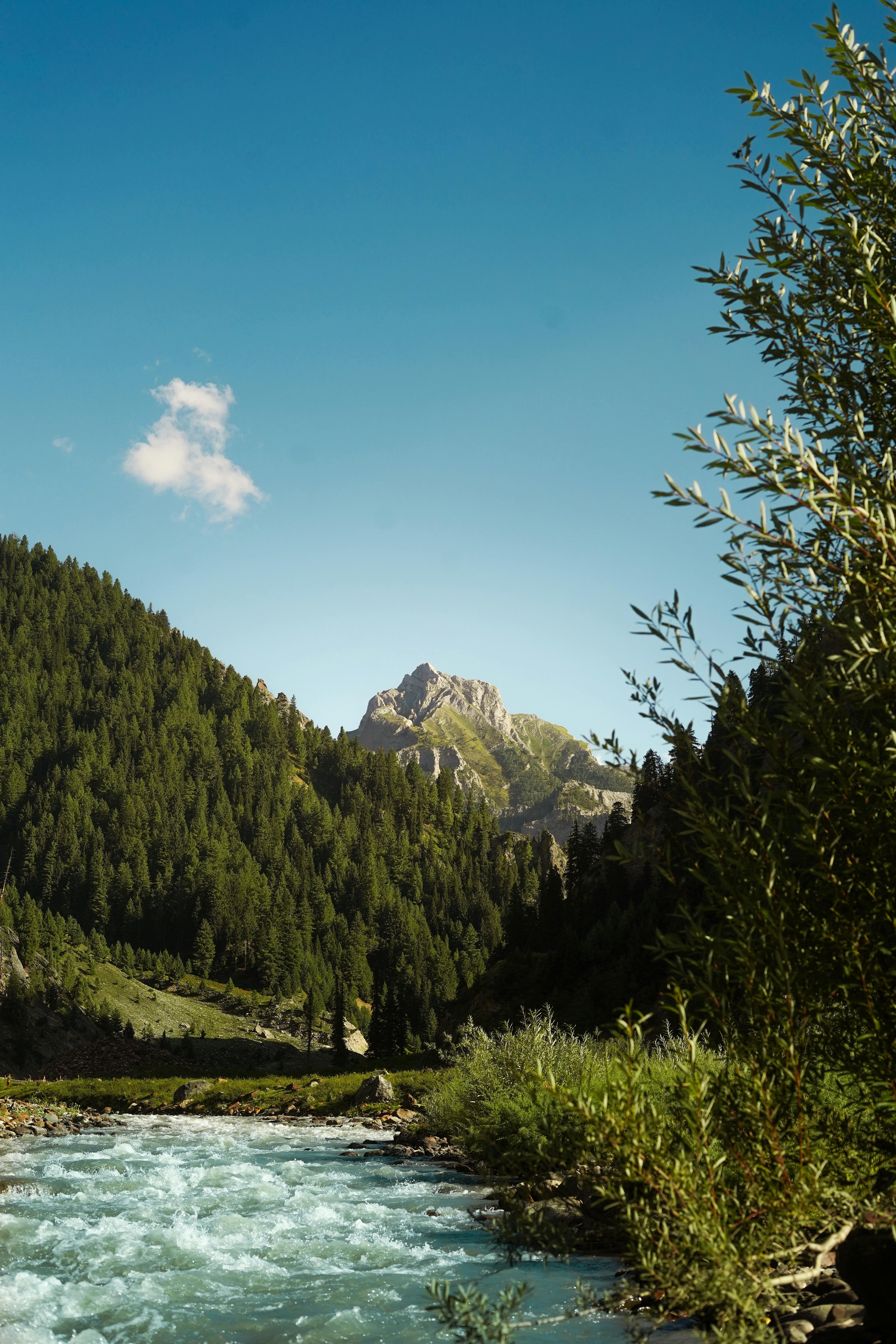 Explore the tranquil beauty of a lush forest valley with a gentle stream flowing beneath a clear blue sky.