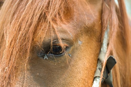 horse insect protection