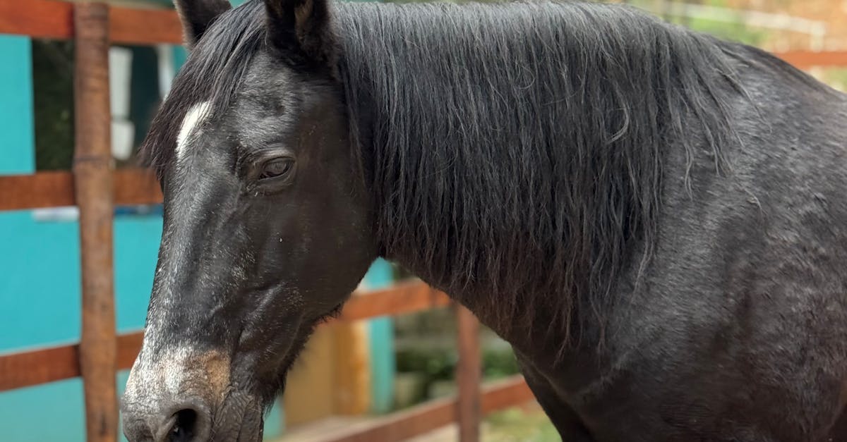 香港都會大學李嘉誠進修學院參訪大仁科技大學 攜手打造寵物照護專業研習營