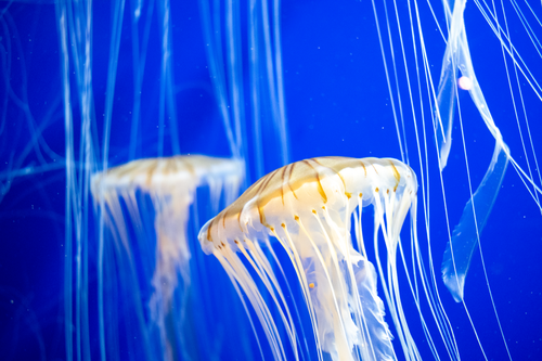 Free Close-up of elegant jellyfish swimming in a vibrant blue aquarium in Georgia, USA. Stock Photo