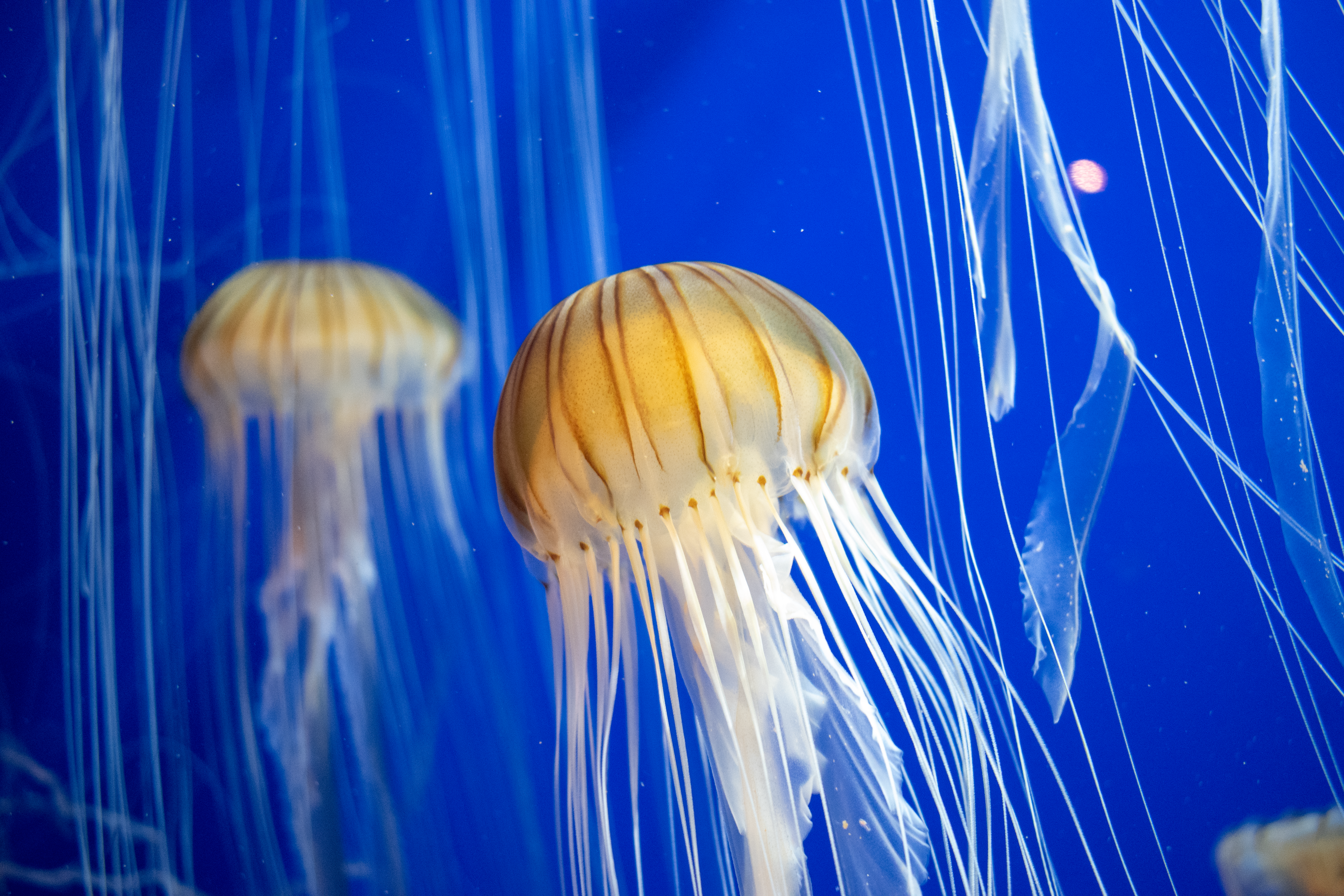box jellyfish ocean