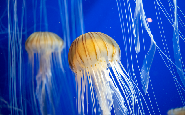 Photo: Gibrán Riojas on Pexels Beautiful jellyfish with long tentacles swimming in a Georgia aquarium.
